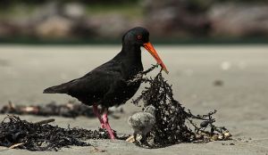 Sooty Oyster Catcher Whangamata NZ